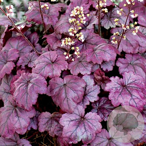 Heuchera 'Plum Royale' GM P9