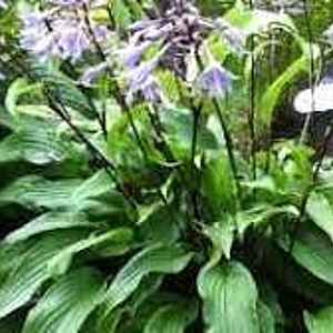 Hosta 'Invincible' GM P9