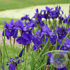 Iris sib. 'Caesar's Brother' GM P9