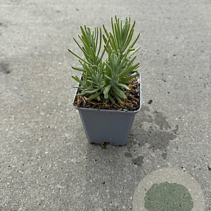 Lavandula ang. 'Arctic Snow' GM P9