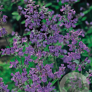 Nepeta 'Six Hills Gold' GM P9