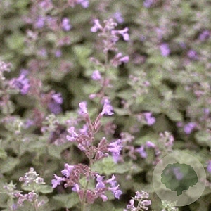 Nepeta 'Six Hills Gold' GM P9