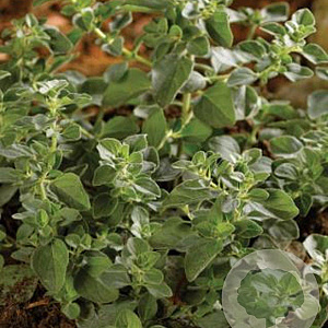 Origanum vulg. 'Hot Spicy' GM P9