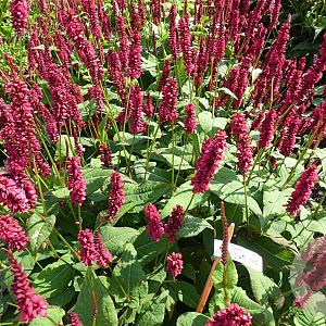 Persicaria a. Bonfire GM P9