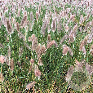Pennisetum al. 'Cassian' GM P9