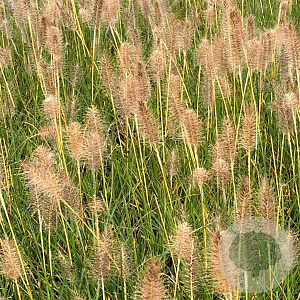 Pennisetum al. 'Gelbstiel' GM P9