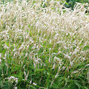 Persicaria a. 'White Eastfield' GM P9
