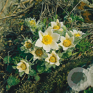 Pulsatilla v. 'Alba' GM P9