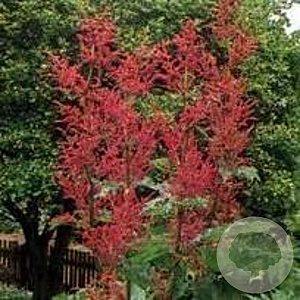 Rheum palmatum tanguticum GM P9