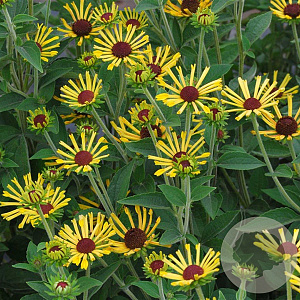 Rudbeckia subt. 'Henry Eilers' GM P9