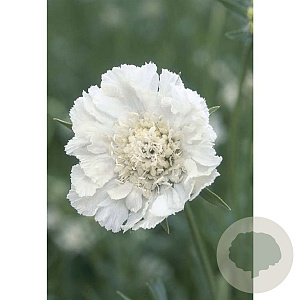 Scabiosa cauc. 'Miss Willmott' GM P9