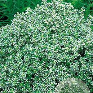 Thymus citriod. 'Silver Queen' GM P9