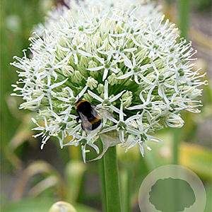 Allium 'Mount Everest' 20 cm verpakt per 25