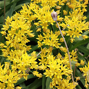 Allium moly 'Jeannine' verpakt per 100