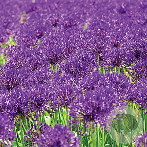 Allium 'Purple Rain' 12-14 cm verpakt per 100