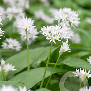 Allium ursinum verpakt per 100