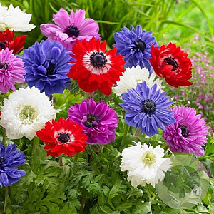 Anemone coronaria 'St Brigid' 5-6 cm verpakt per 100