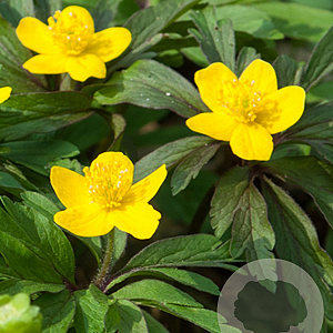 Anemone ranunculoides verpakt per 100
