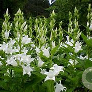 Campanula lact. 'Alba' 14 CM verpakt per 25
