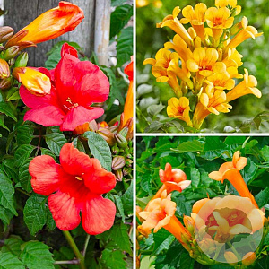 Campsis mix 12 cm verpakt per 25