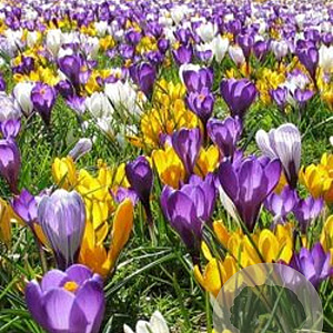 Crocus 'Maastricht' verpakt per 100