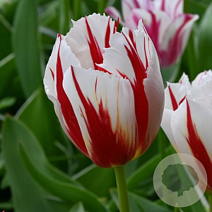 Tulipa (trh) 'Happy Generation' 12 cm verpakt per 100