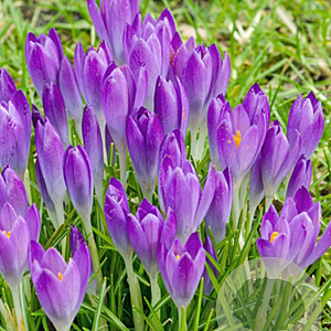 Crocus tommasinianus 'Barr's Purple' 5 cm verpakt per 100