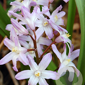 Chionodoxa forbesii 'Pink Giant' 5-6 cm verpakt per 100