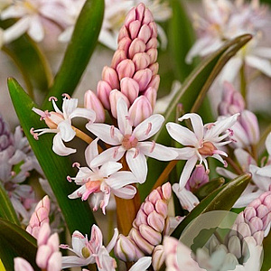 Scilla bifolia 'Rosea' verpakt per 100
