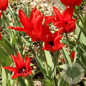 Tulipa (msc) 'Red Hunter' verpakt per 100