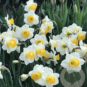 Narcissus (trt) 'Orange Sunset' 12-14 cm verpakt per 100