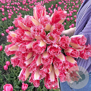 Tulipa (fri) 'Sweet Simone' 11-12 cm verpakt per 100