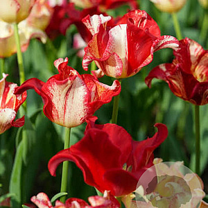 Tulipa (crt) 'Striped Crown' 11-12 cm verpakt per 100