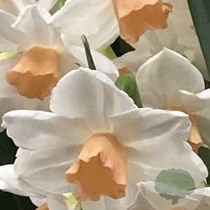 Narcissus (taz) 'Kapiti Peach' 12-14 cm verpakt per 100