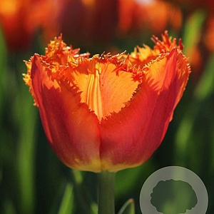 Tulipa (fri) 'Ogene' 12 cm verpakt per 100
