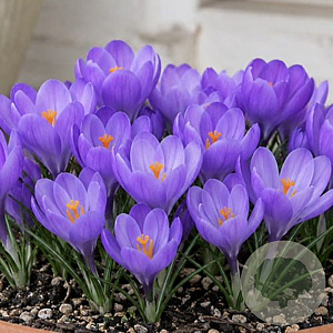 Crocus 'Aqua' verpakt per 100