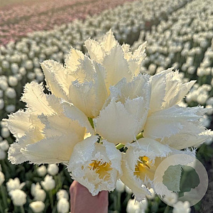 Tulipa (fri) 'Cricko' 12 cm verpakt per 100