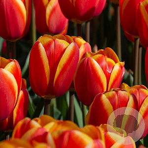Tulipa (sla) 'Jumpshot' 12 cm verpakt per 100