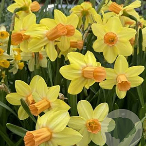 Narcissus (cyc) 'Fidan' 12-14 cm verpakt per 100