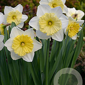Narcissus (lcu) 'Melyor' 12-14 cm verpakt per 100