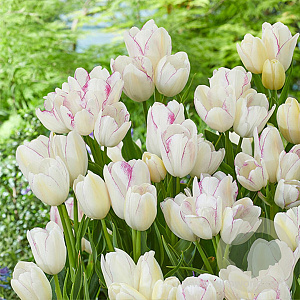 Tulipa (sla) 'Emilie' 12 cm verpakt per 100