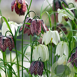 Fritillaria 'meleagris' Mix verpakt per 100