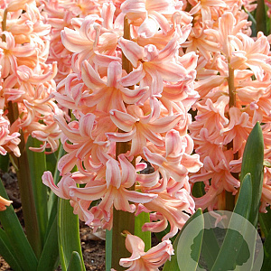 Hyacinthen Gipsy Queen verpakt per 50