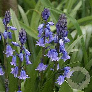 Hyacinthoides hispanica 'Excelsior' 8 cm verpakt per 100