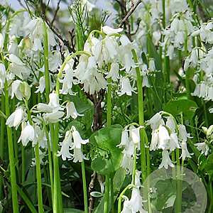 Hyacinthoides hispanica Wit/ White 8-10 cm verpakt per 100