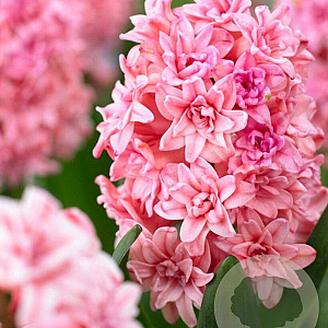 Hyacinthen Spring Beauty verpakt per 50