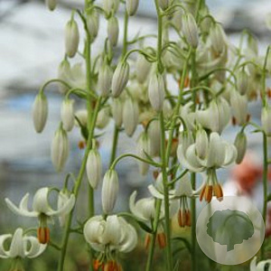 Lilium martagon Snowy Morning 16-18 cm verpakt per 25