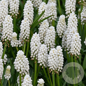 Muscari aucheri 'White Magic' verpakt per 100