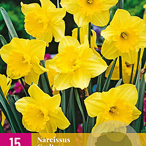 Narcissus 'Carlton' 10-12 cm verpakt per 100