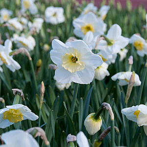 Narcissus 'Papillon Blanc' 10-12 cm verpakt per 100